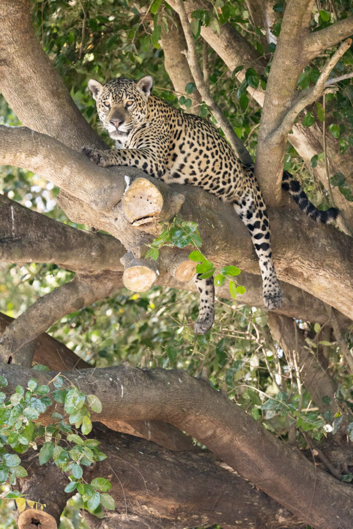 , Porto Jofre Mato Grosso Brazil