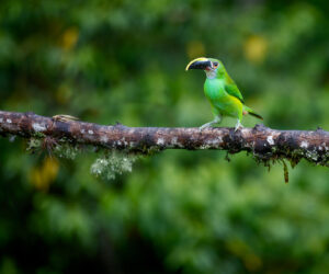 Ukuku, Cañon Del Combeima Tolima Colombia