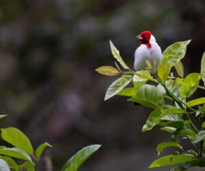 , Vale do Pati - Chapada Diamantina  Bahia Brazil