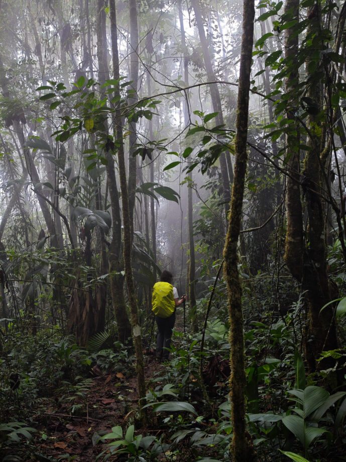 Satei Magdalena Colombia