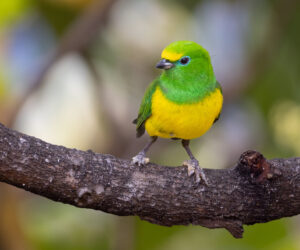 , Minca Magdalena Colombia