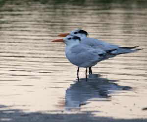 , Boca de Camarones Guajira Colombia