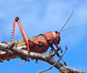 , Boca de Camarones Guajira Colombia