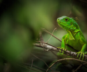 Bosque Humedo, Parque Tayrona Magdalena colombia