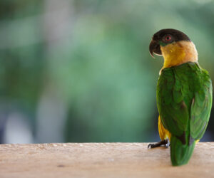 , Caño Cristales Meta colombia