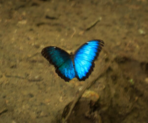 , Ciudad Perdida Sierra Nevada De Santa Marta colombia