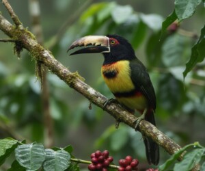 collared aracari