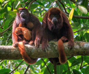 Cañaveral, Tayrona Park Magdalena Colombia