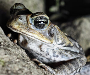 , Chivilongui Magdalena Colombia