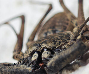 Taironaka, Don Diego Magdalena Colombia
