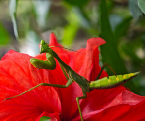 , Chivilongui Magdalena Colombia
