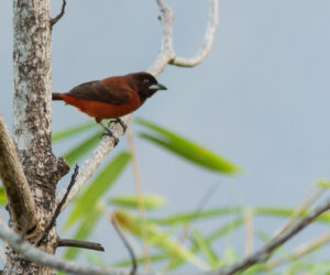 Ecohabs, Minca Sierra Nevada De Santa Marta colombia