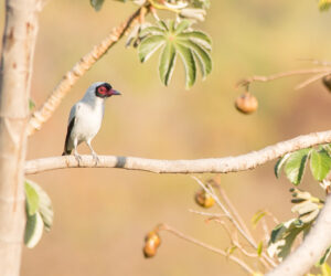 Ecohabs, Minca Sierra Nevada De Santa Marta colombia