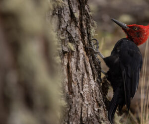 , El Chaltén Santa Cruz Argentina