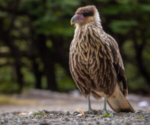 , El Chaltén Santa Cruz Argentina