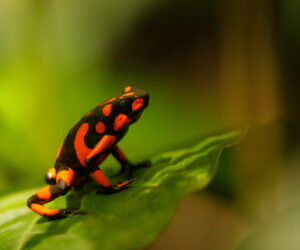 , Jurubira Choco colombia