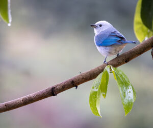 , Minca Magdalena Colombia