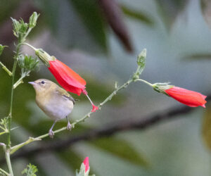 , Minca Magdalena Colombia