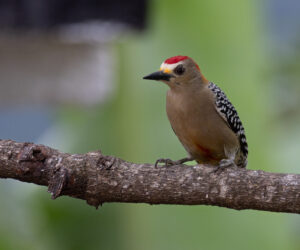 , Minca Magdalena Colombia