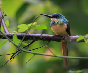 , Minca Magdalena Colombia