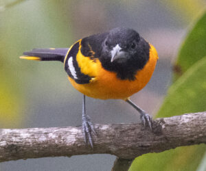Minca Magdalena Colombia