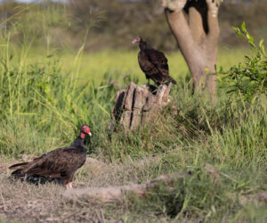 , Mompox Bolivar Colombia