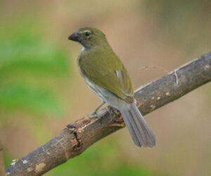 Minca Magdalena Colombia