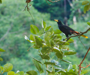 Mundo Nuevo, Minca Sierra Nevada De Santa Marta colombia