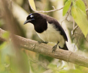 Minca Magdalena Colombia