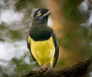 , Parque Nacional de Iguazu Missiones Argentina
