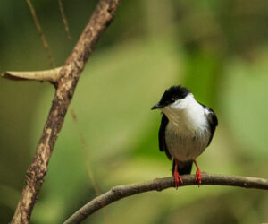 , Parque Tayrona Magdalena colombia