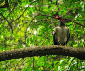 Playa Brava, Parque Tayrona Magdalena colombia