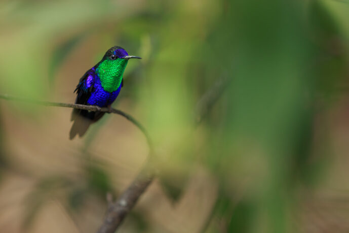 Minca Magdalena colombia