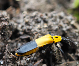 , Satei Magdalena Colombia