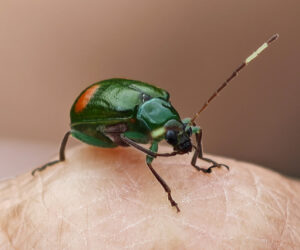 , Satei Magdalena Colombia