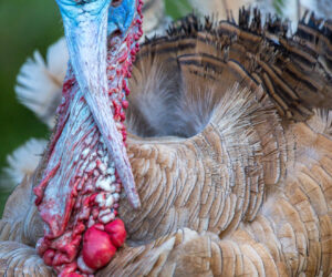 , Satei Magdalena Colombia