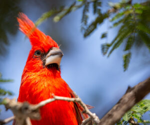 SFF Flamingos, Boca de Camarones Guajira Colombia
