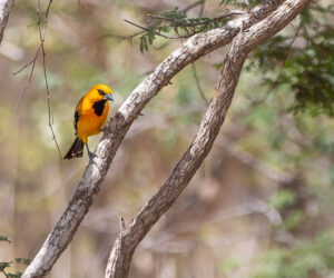 SFF Flamingos, Camarones Guajira Colombia