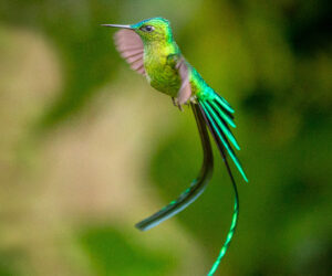Ukuku, Cañon Del Combeima Tolima Colombia