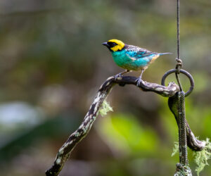 Ukuku, Cañon Del Combeima Tolima Colombia