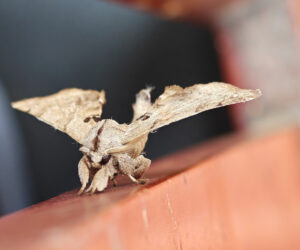 , Uraño Magdalena Colombia