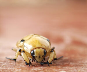 , Uraño Magdalena Colombia