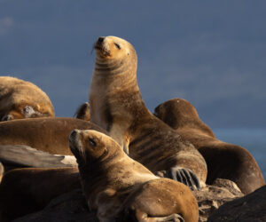 , Ushaia Tierra Del Fuego Argentina