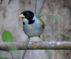 Minca Magdalena Colombia