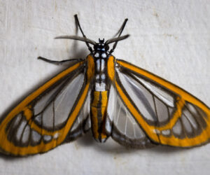 Minca Magdalena Colombia