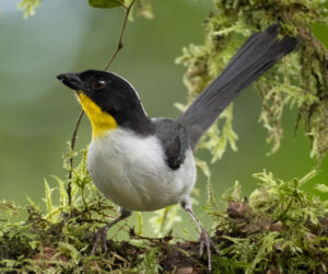 Dagua - Km18 Valle Del Cauca Colombia