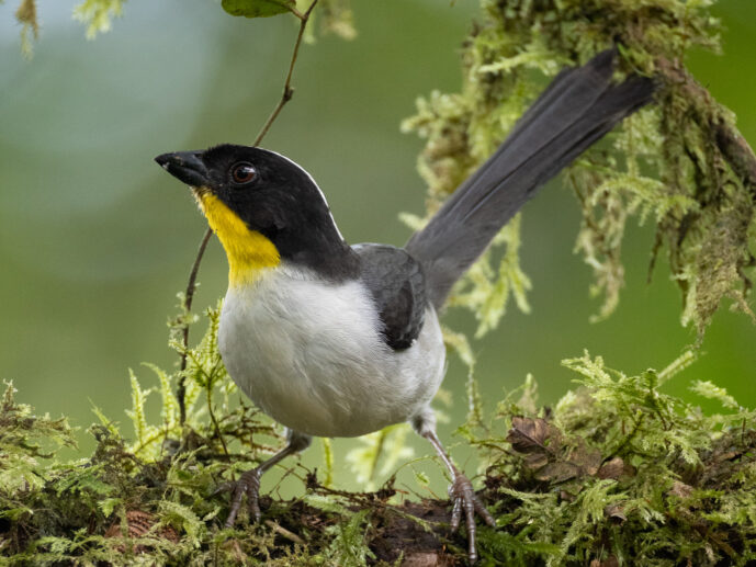 Dagua - Km18 Valle Del Cauca Colombia