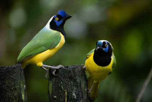 Dagua - Km18 Valle Del Cauca Colombia