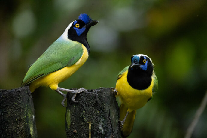 Dagua - Km18 Valle Del Cauca Colombia