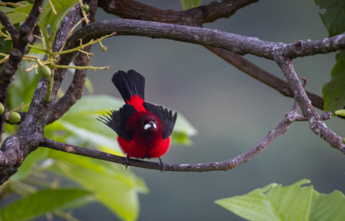 Minca Magdalena Colombia
